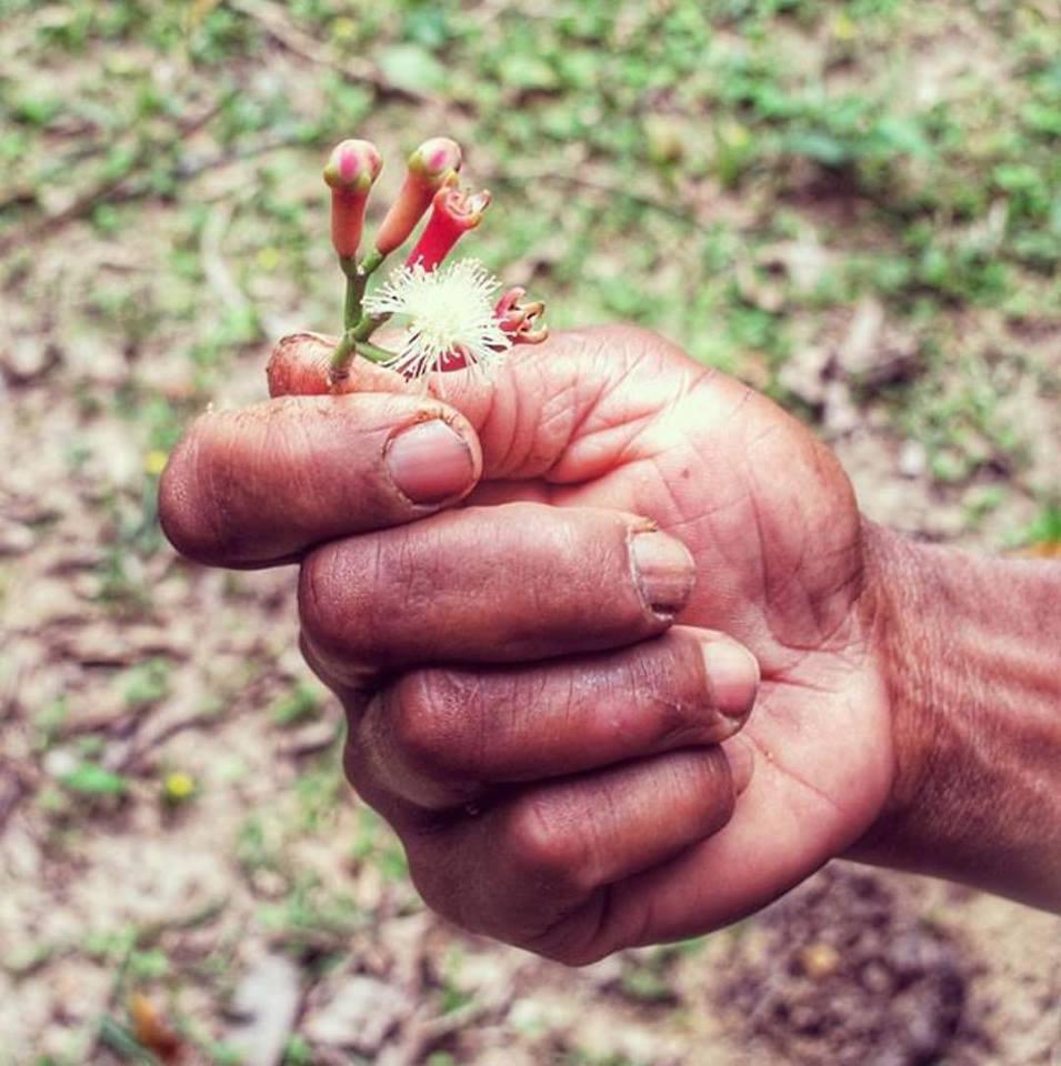 Burlap & Barrel - Pemba Cloves