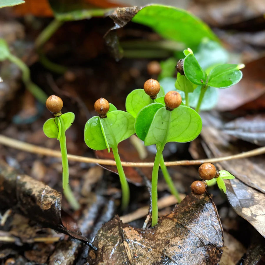 Zanzibar Black Peppercorns