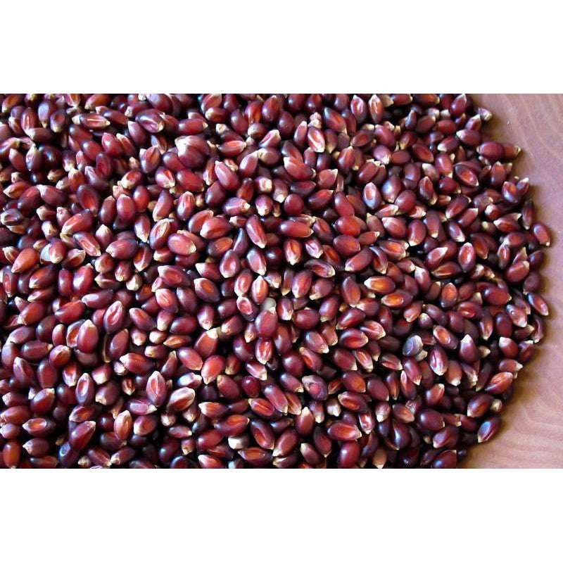 Rancho Gordo Crimson Popping Corn