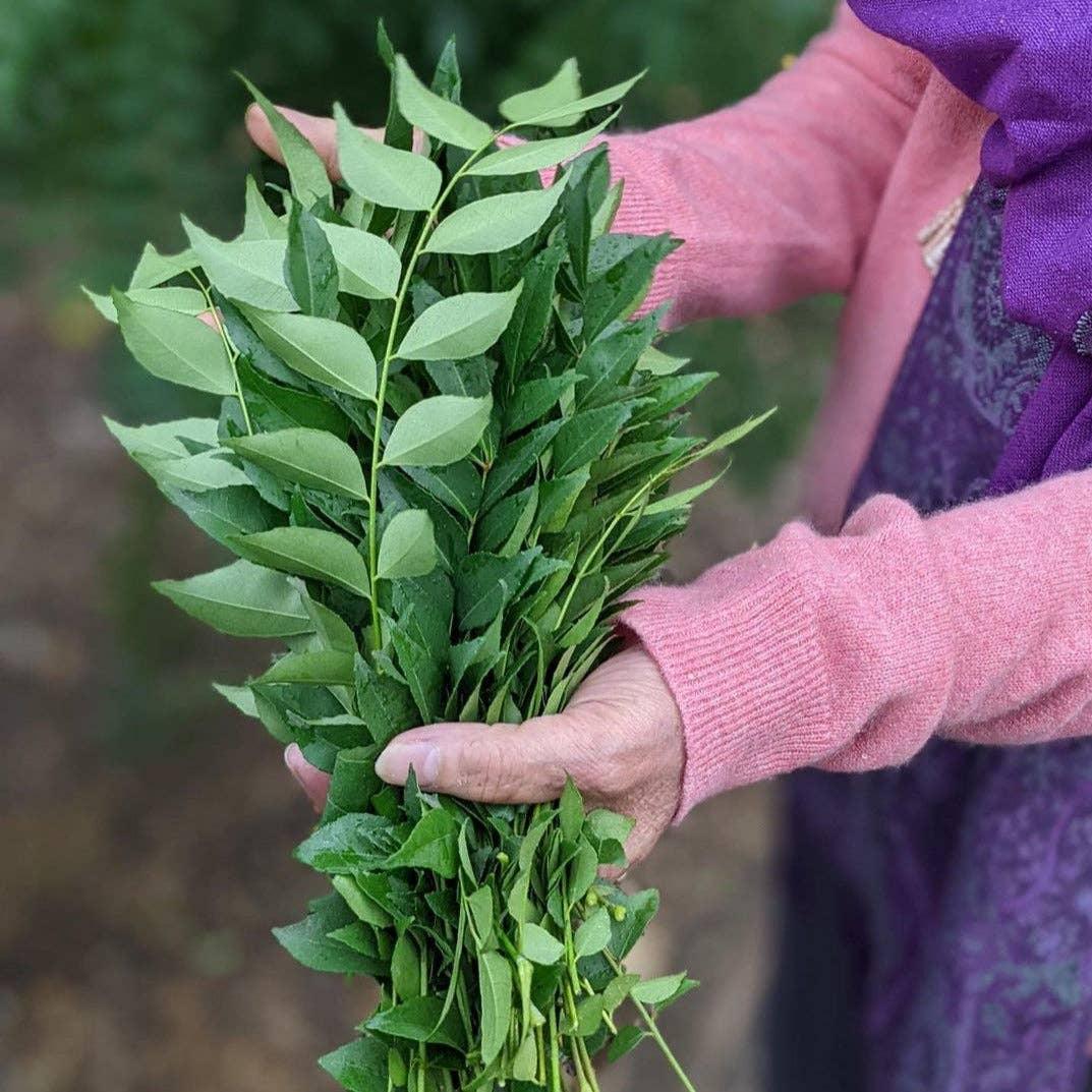 Burlap & Barrel Curry Leaf