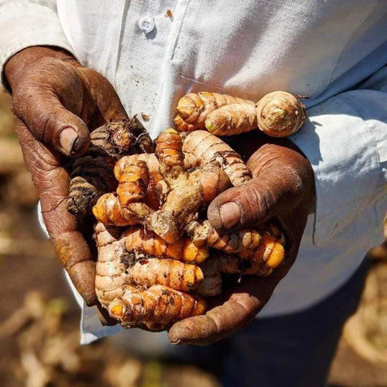 Burlap & Barrel - New Harvest Turmeric