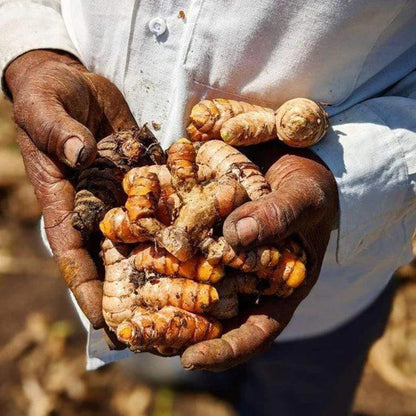 Burlap & Barrel - New Harvest Turmeric