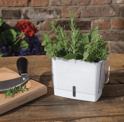 Cole & Mason Herb Keeper