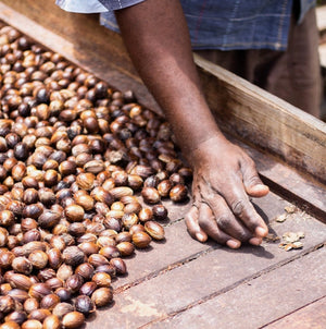 Burlap & Barrel - Grenada Gold Whole Nutmeg