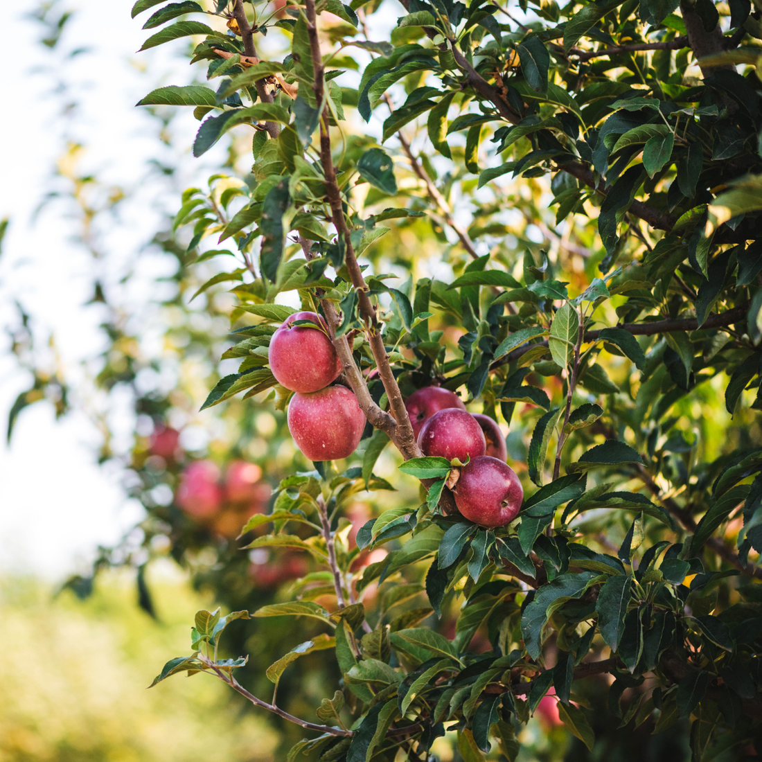 Little Apple Treats Wildfire Apple Cider Vinegar