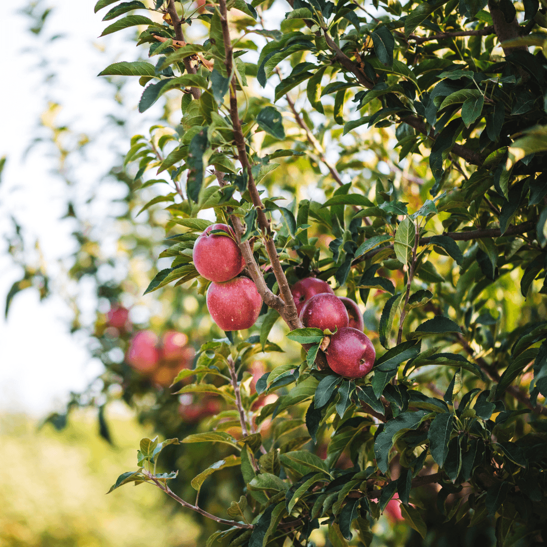 Little Apple Treats Pinot Noir & Apple Cider Vinegar