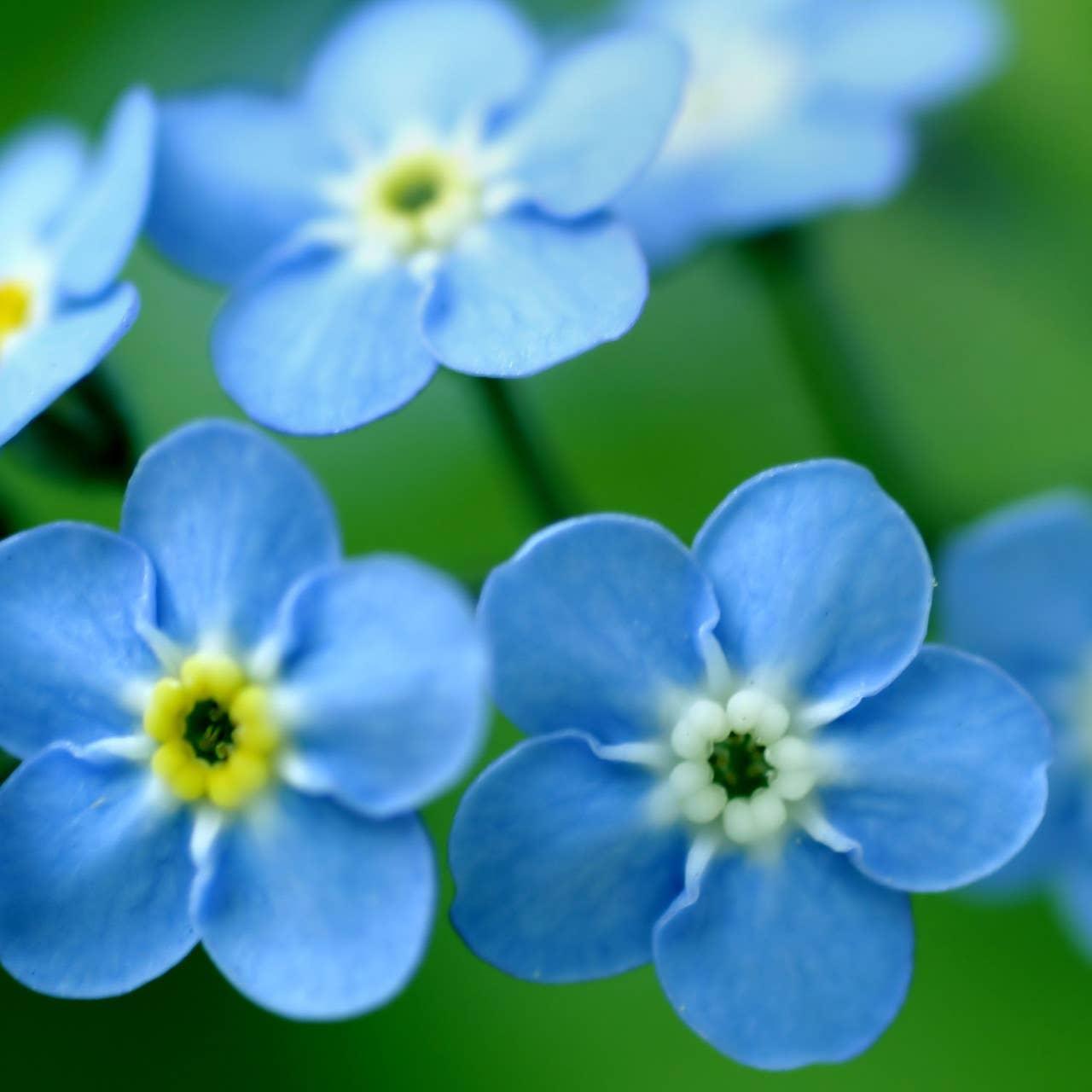 Garden Sprinkles: Forget-Me-Not