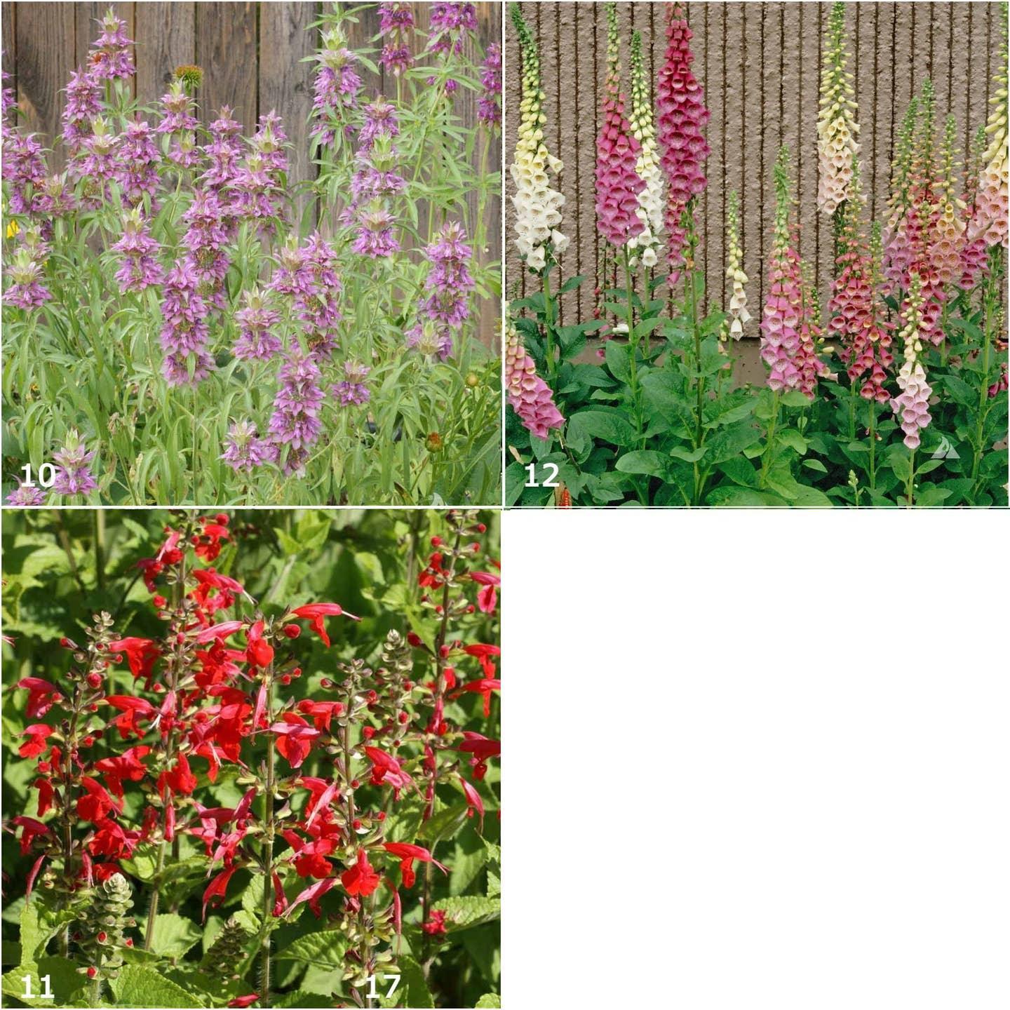 Garden Sprinkles: Hummingbird Mix