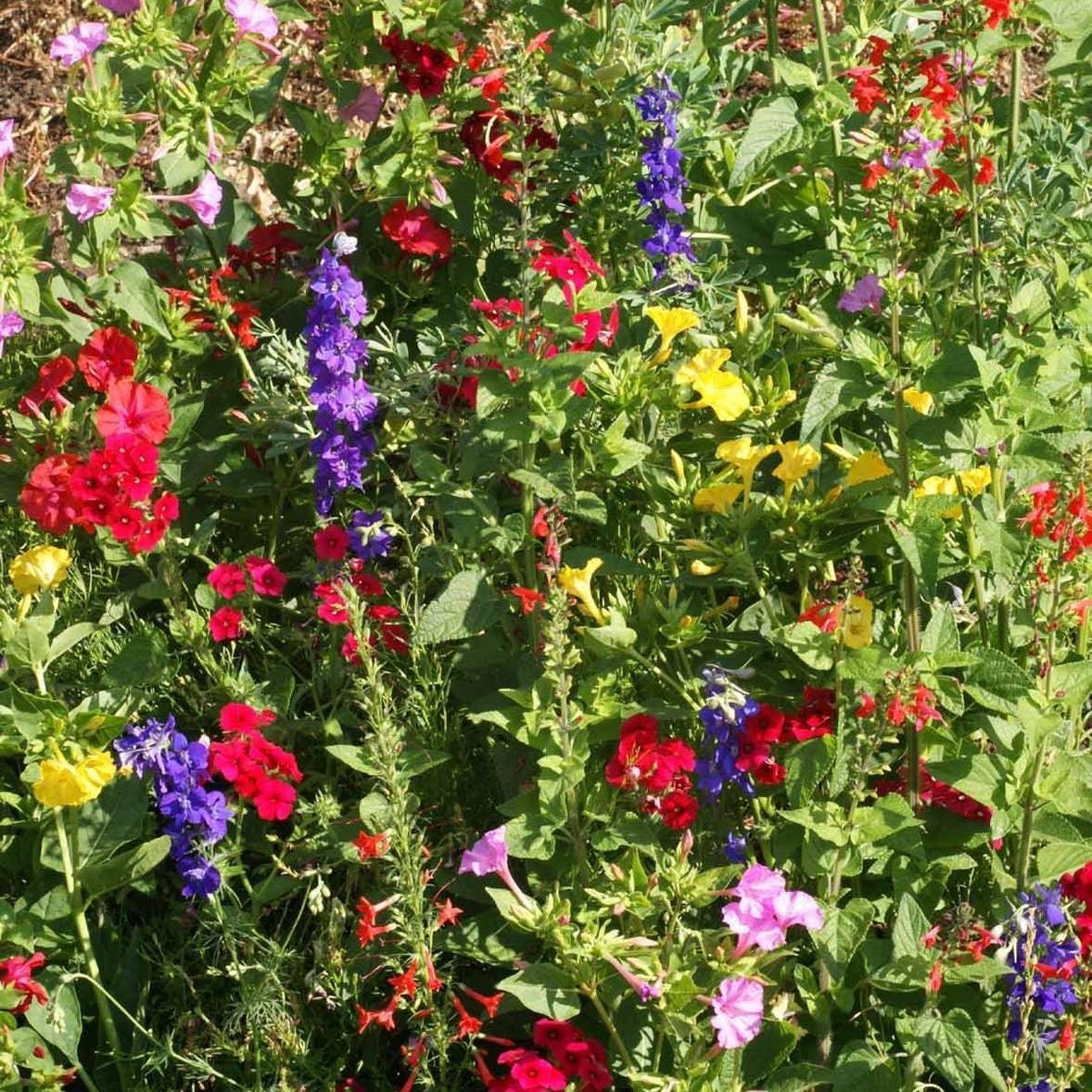 Garden Sprinkles: Hummingbird Mix