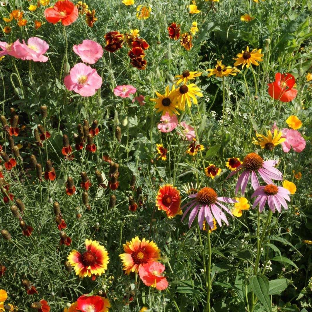 Garden Sprinkles: Wildflower Mix