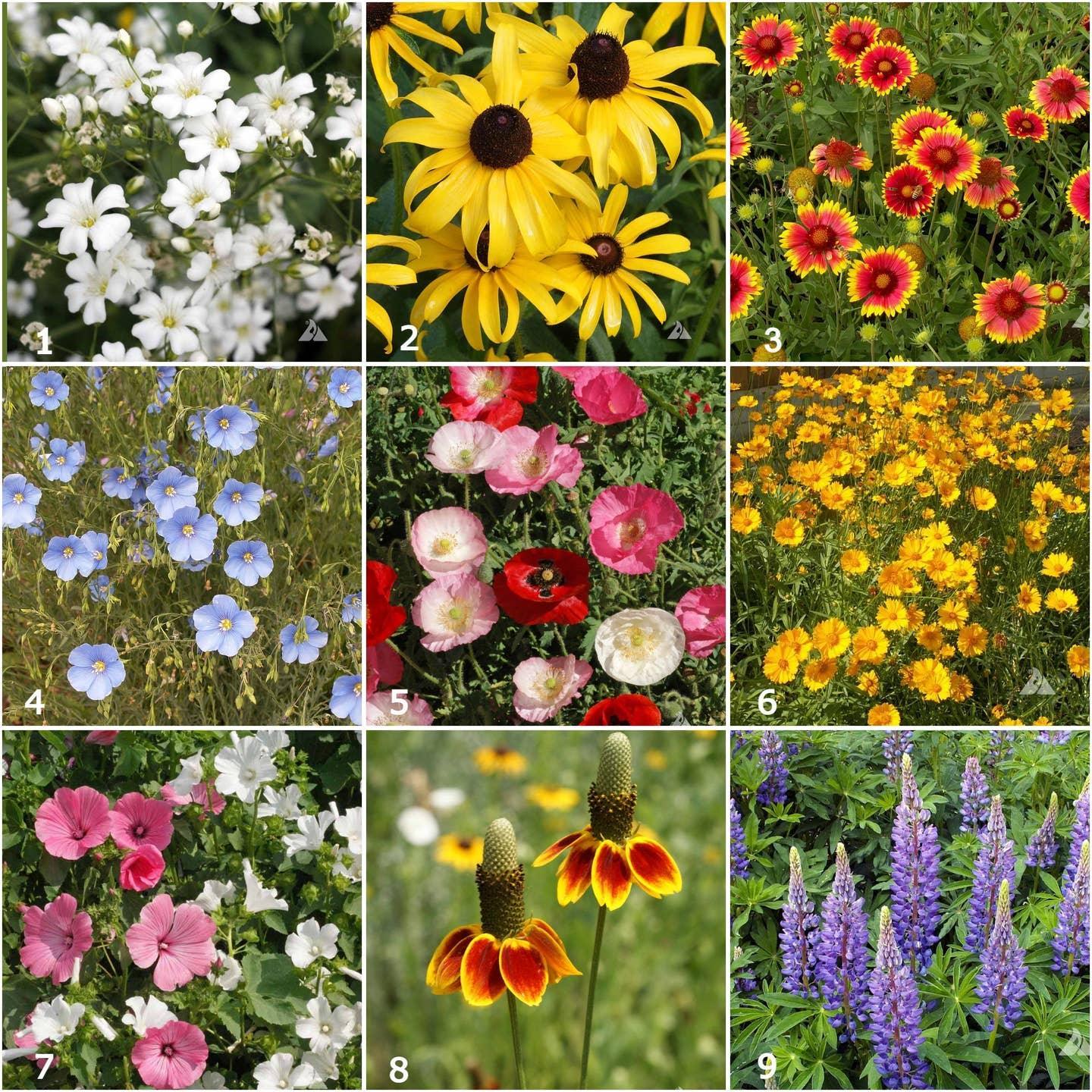 Garden Sprinkles: Wildflower Mix