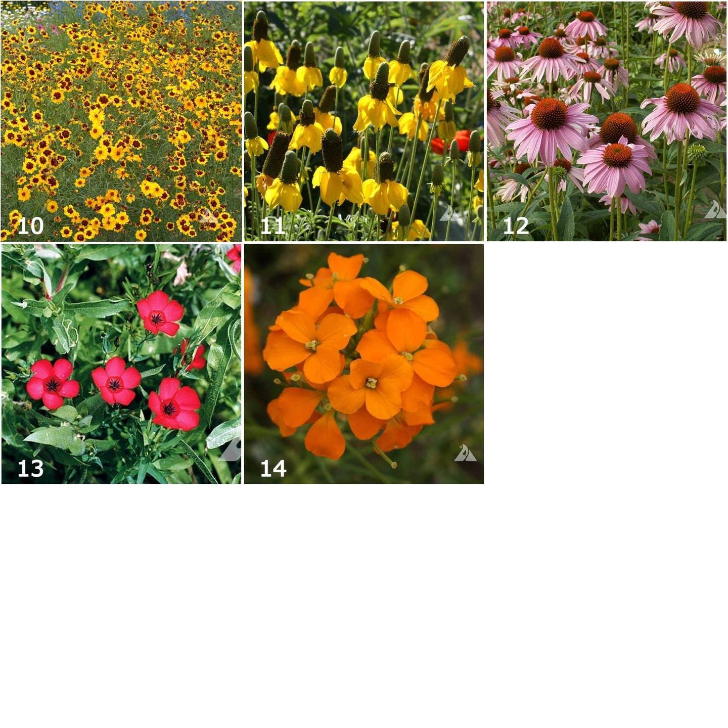 Garden Sprinkles: Wildflower Mix