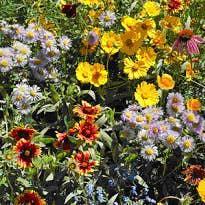 Garden Sprinkles: Honeybee Habitat