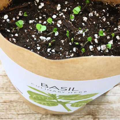 Garden in a Bag: Basil