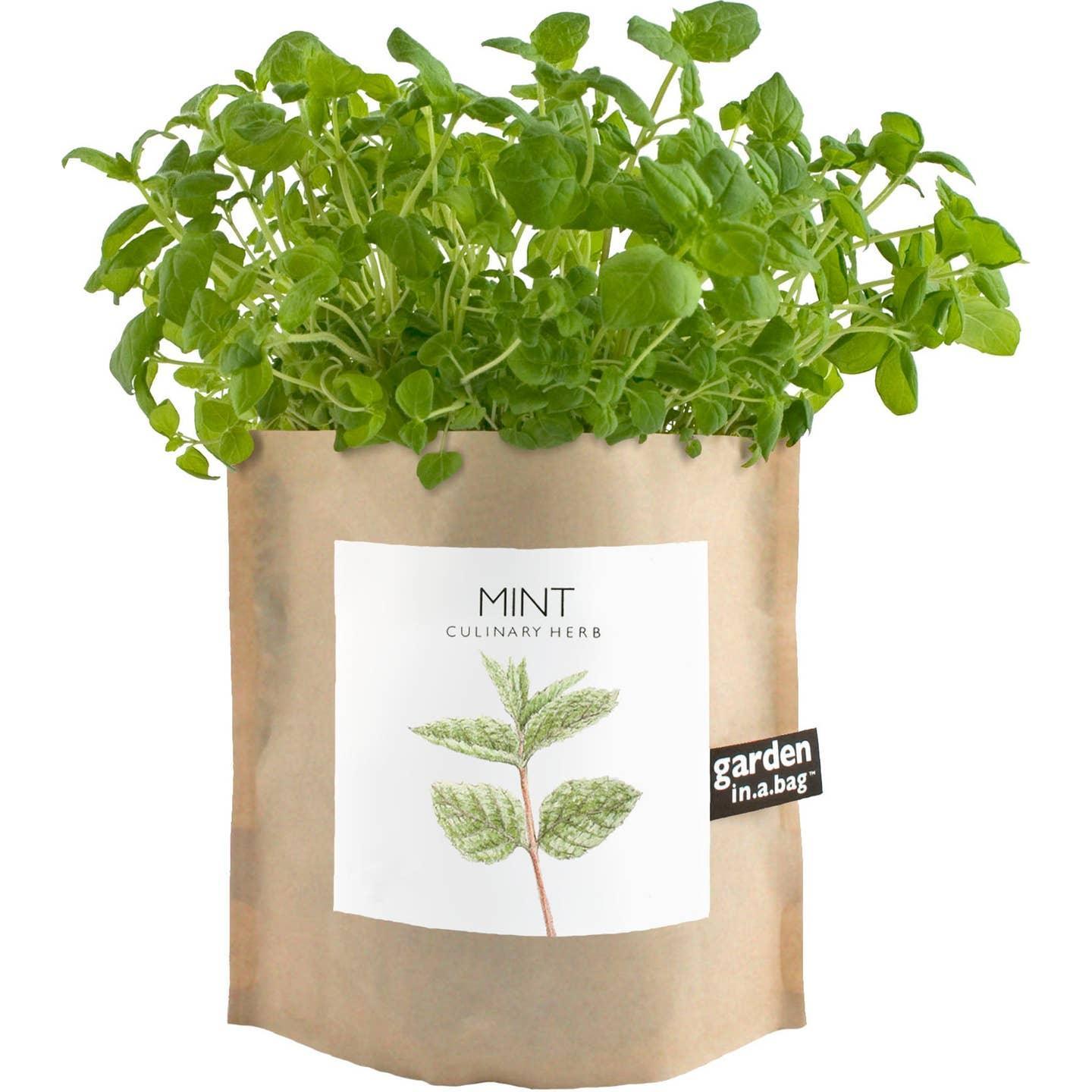 Garden in a Bag: Mint