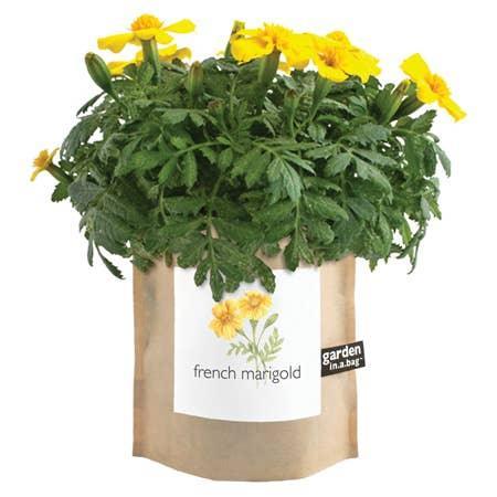 Garden in a Bag: French Marigold