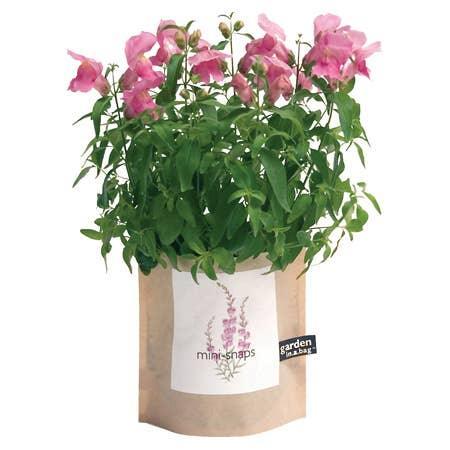 Garden in a Bag: Snapdragon