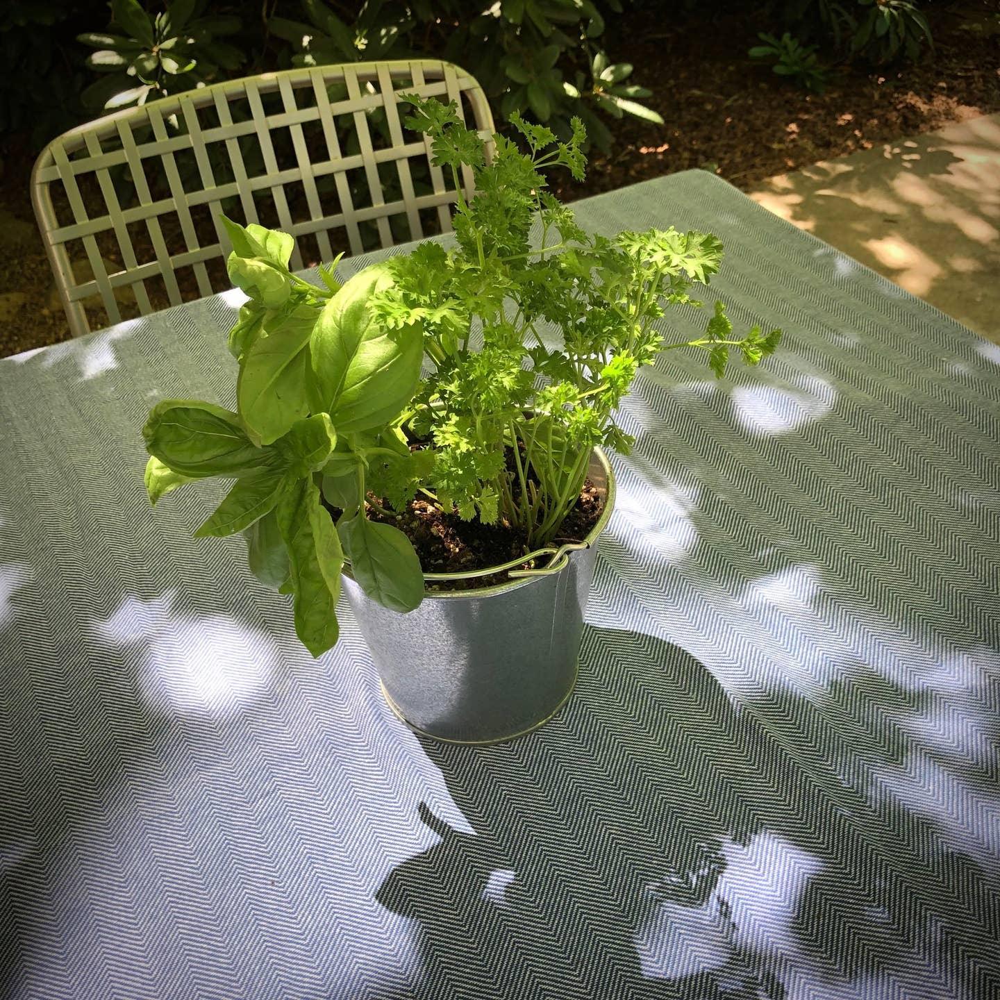 Garden in a Pail: Herb