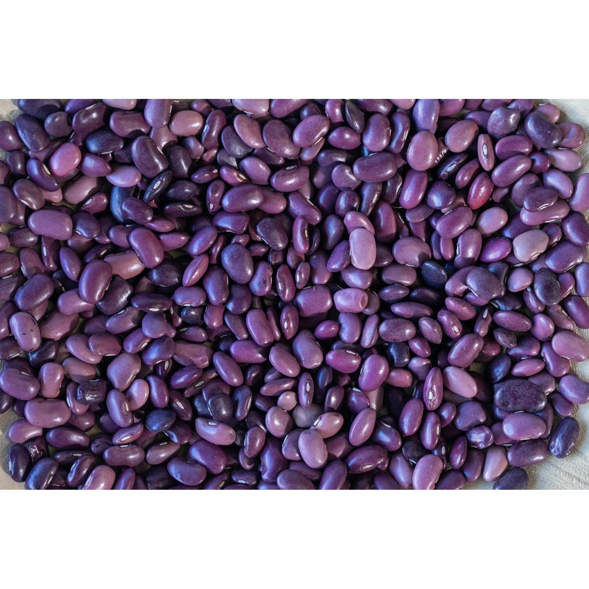 Rancho Gordo Ayocote Morado Bean, 1 lb.