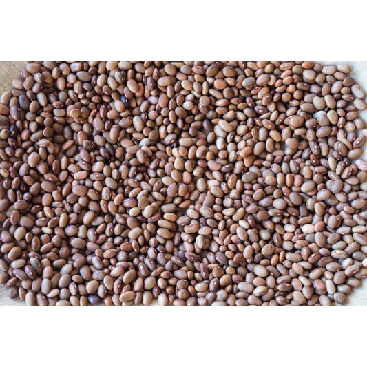 Rancho Gordo Bayo Chocolate Bean, 1lb.