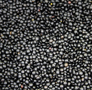 Timeless Foods Black Beluga Lentils, 16oz